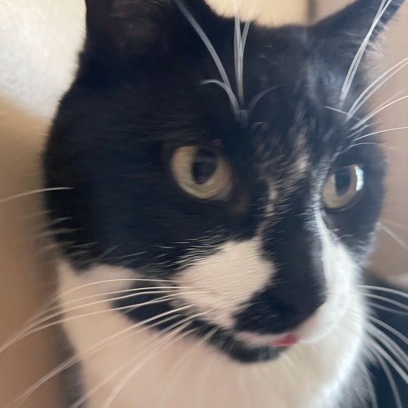 Meet your Posher, Samantha - Picture 1 of 1